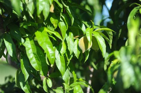 Peach Tree Diseases Identification And Control Tips