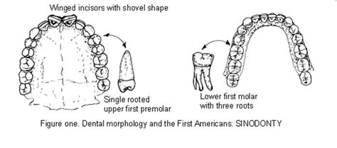 Examples Of Human Evolution