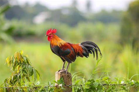 15 Best Rooster Breeds For Your Flock With Pictures