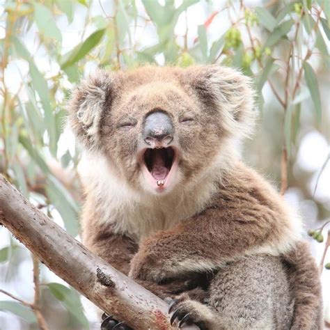 Instagram Photo By Australia • May 2 2016 At 902pm Utc Koala Koala