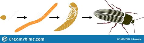 Life Cycle Of Click Beetle Wireworm Stock Vector Illustration Of