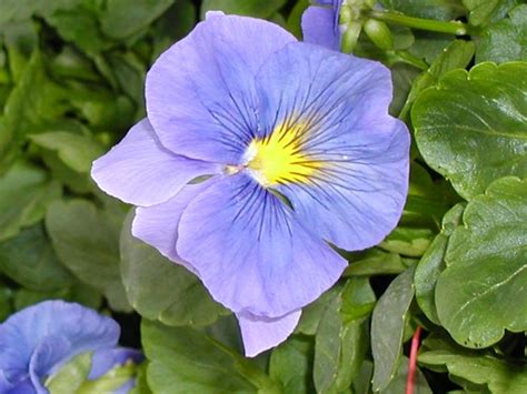Pansy Delta Premium True Blue Pansy From Plantworks Nursery