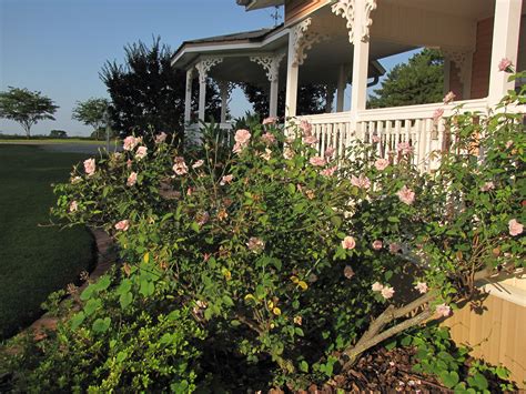Antique Rose At The Front Steps Front Steps Outdoor Structures Gazebo