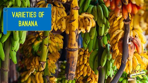 Worlds Most Common And Unusual Varieties Of Bananas