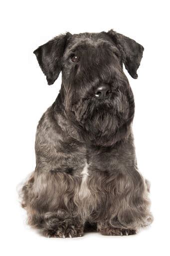 Cesky Terrier Dogs