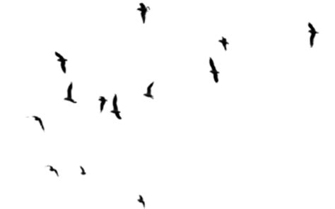 Burung lovebird dikenal juga dengan ketika ada seekor burung yang berkicau dengan keras, maka burung cililin akan. Royalty Magic: (Freebies) Image for Header Part 9 (Brush Burung Hitam)