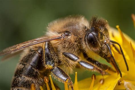 Hd Wallpaper Macro Photography Of Honey Bee Bee Honey Pollen