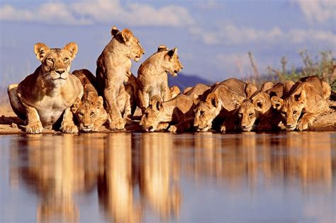 Beautiful Animals Safaris Lion Cubs And Young Male Lions