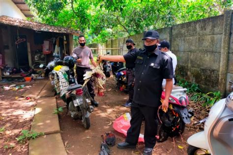 Digerebek Polisi Pelaku Judi Sabung Ayam Di Makassar Terbirit Birit