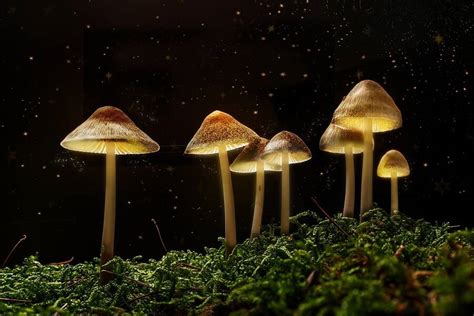 Neuroscientists Have Figured Out How Magic Mushrooms Break Your Ego