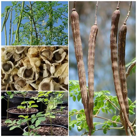 Moringa Tree