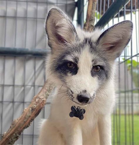 Canadian marble fox for sale. Canadian Marble Fox: Can This Wild Creature Be Domesticated?