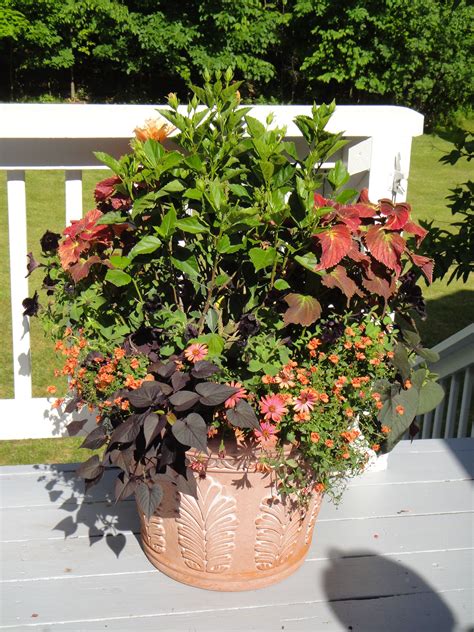 These container plants for full sun and heat will thrive even on hot days. Container garden for FULL sun | Container plants, Full sun ...