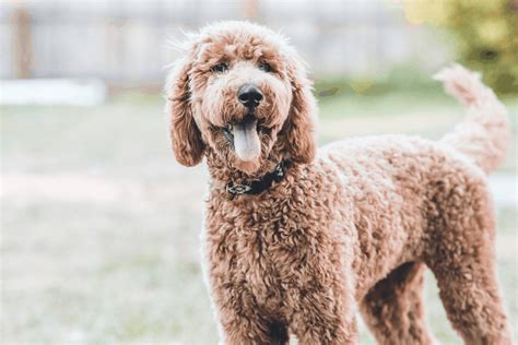 How Much Do Goldendoodles Cost Caring For A Dog