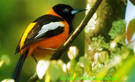 El Turpial Ave Nacional De Venezuela Aves Pajaros Exoticos Venezuela