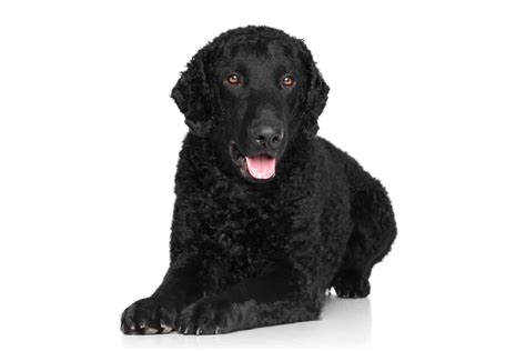 The Curly Coated Retriever Everything You Need To Know K9 Web