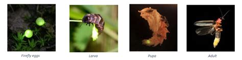 The 4 Stages Of The Firefly Life Cycle — King Community