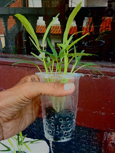 Salah satunya adalah menanam kangkung secara hidroponik. ANEKA IDE KREATIF: Hidroponik Mini Tanaman Kangkung