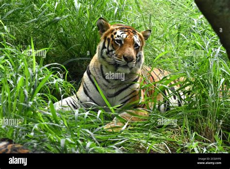 Bengal Tiger Panthera Tigris Tigris Stock Photo Alamy