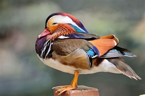 12 Facts About Mandarin Ducks Mental Floss