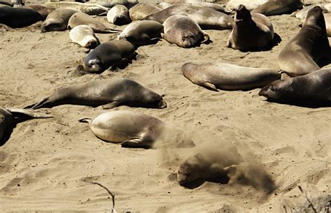 Elephant Seal Mirounga Angustirostris Flips Sand Beach Piedras Biancas