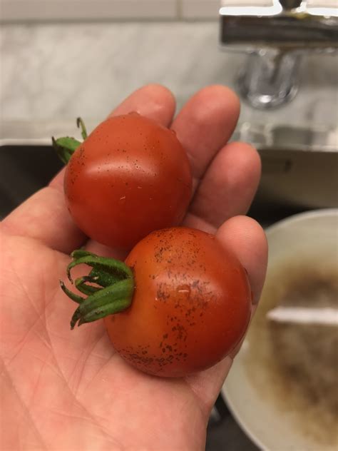 What Are These Black Spots On My Tomatoes Grown Outside Dont Have