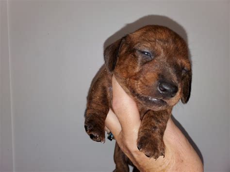 Best mini dachshund breeders near me with the best dachshund puppies for sale. Dachshund puppy dog for sale in Hollywood, Maryland