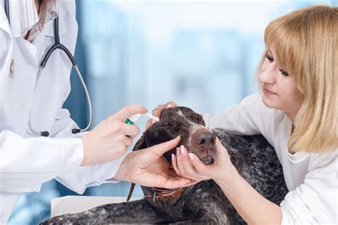 A Vet Is Treating The Dog Ear With Some Medicine Stock Image Image Of