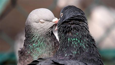 🥇 Love Birds Funny Pigeons Affection Wallpaper 81173