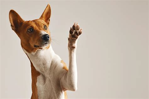 5 Cool And Easy Tricks To Teach Your Dog Jolly Paws Gazette