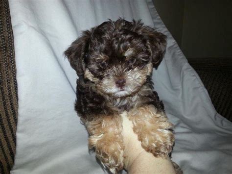Affordable pure & hybrid designer hypoallergenic non shedding dog breeds or puppies are available for sale from local reputable breeders in georgia. Yorkie-Poo puppies! for Sale in Roseville, California ...