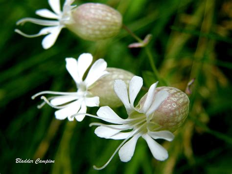 Nine Wildflower Species Native To Virginia