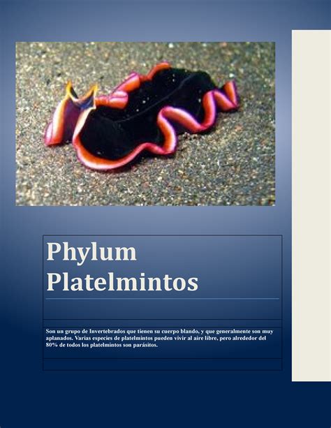 Phylum Platelmintos Caracteristicas Tipos Phylum Platelmintos Son