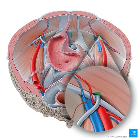 Inguinal canal is an oblique intermuscular passage in the lower part of the anterior abdominal wall, it is situated just above the medial half of the inguinal ligament. Inguinal canal: Anatomy, contents and hernias | Kenhub
