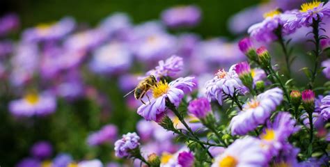 Check spelling or type a new query. 22 PROVEN Flowers That Attract BEES! 2020 Guide - Bird ...