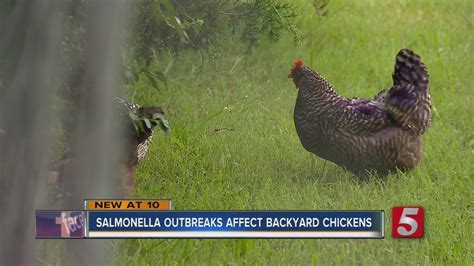 Backyard Chicken Salmonella Outbreak Sickens 600 Youtube