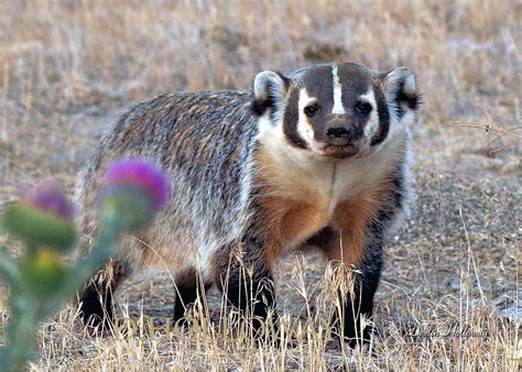 The Badger Looks On 155 Desert Animals Animals Wild Animals Images