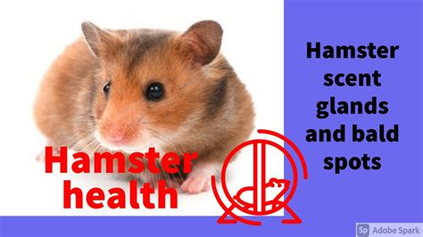 Hamster Scent Glands Hamster Bald Spots And Dark Patches Youtube