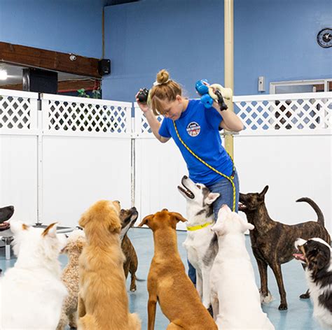 Affordable Dog Day Care And Overnight Pet Care In Encinitas San Diego Ca