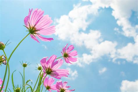 Pink Of Cosmos Flower Field With Blue Sky And Cloud Background Stock