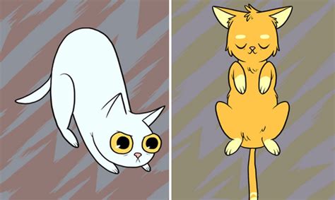 The Shocking Truth Behind Some Common Cat Behaviors Viral Cats Blog