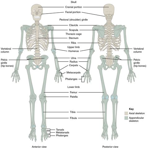 Back Bones Structure Human Anatomy Diagram Human Bones Anatomy