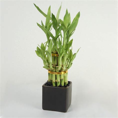 First Class Artificial Lucky Bamboo White Roses With Stem