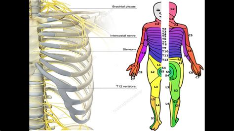 Nerve Supply Of Thoracic Wall Youtube