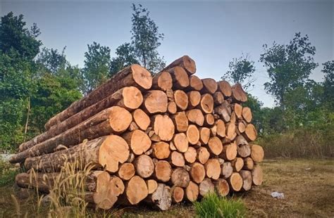 Brown Teak Wood Logs At Rs 2300cubic Feet Teak Wood Logs In Ernakulam Id 23786562012