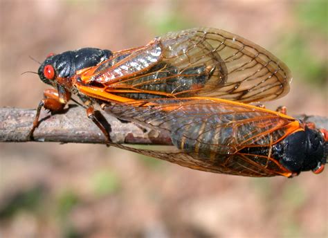 Do Cicadas Eat Plants And Trees Whadoq