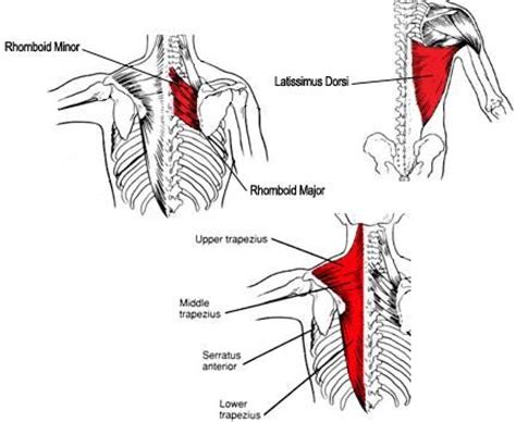 Have a problem using and feeling your back muscles working during back exercises like rows and i mean, do you actually feel the muscles in your back doing the work on every rep of every set of. 25 best Anatomy for Sculpture - The Human Neck images on Pinterest | Human anatomy, Anatomy ...