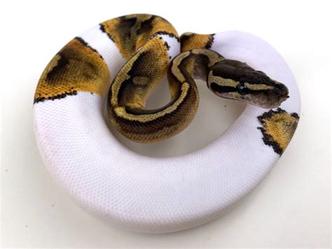 Ghi Pied Royal Constrictor Designs