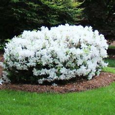 North haven gardens has a list of the blooms tiny white flowers attractive to bees in late spring to early summer, forming myrtus communis ‐ evergreen. 22 Best White Flowering Shrubs images | White flowers ...