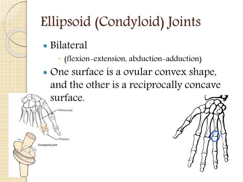 Ppt Joints Of The Human Body Powerpoint Presentation Free Download